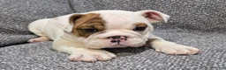 English Bulldog dogs for sale: Allen - Ad 4