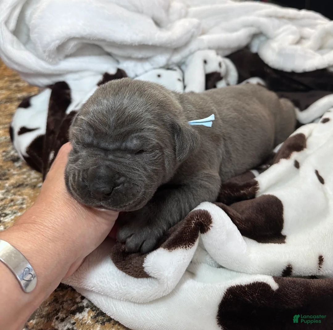 Cane Corso dogs for sale: Cane Corso Puppy 2 - Ad 2