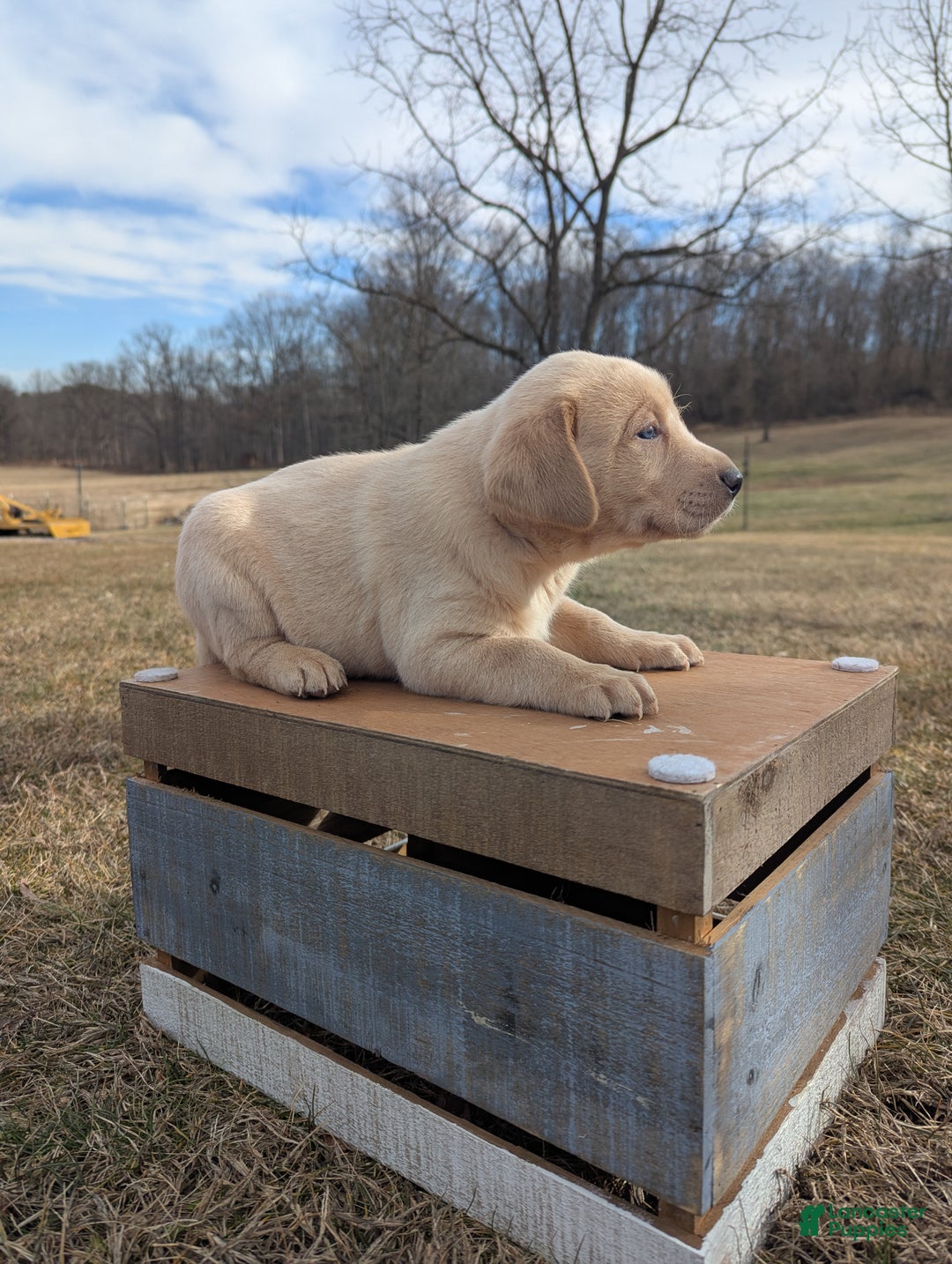 Labrador Retriever dogs for sale: Cooper - Ad 3
