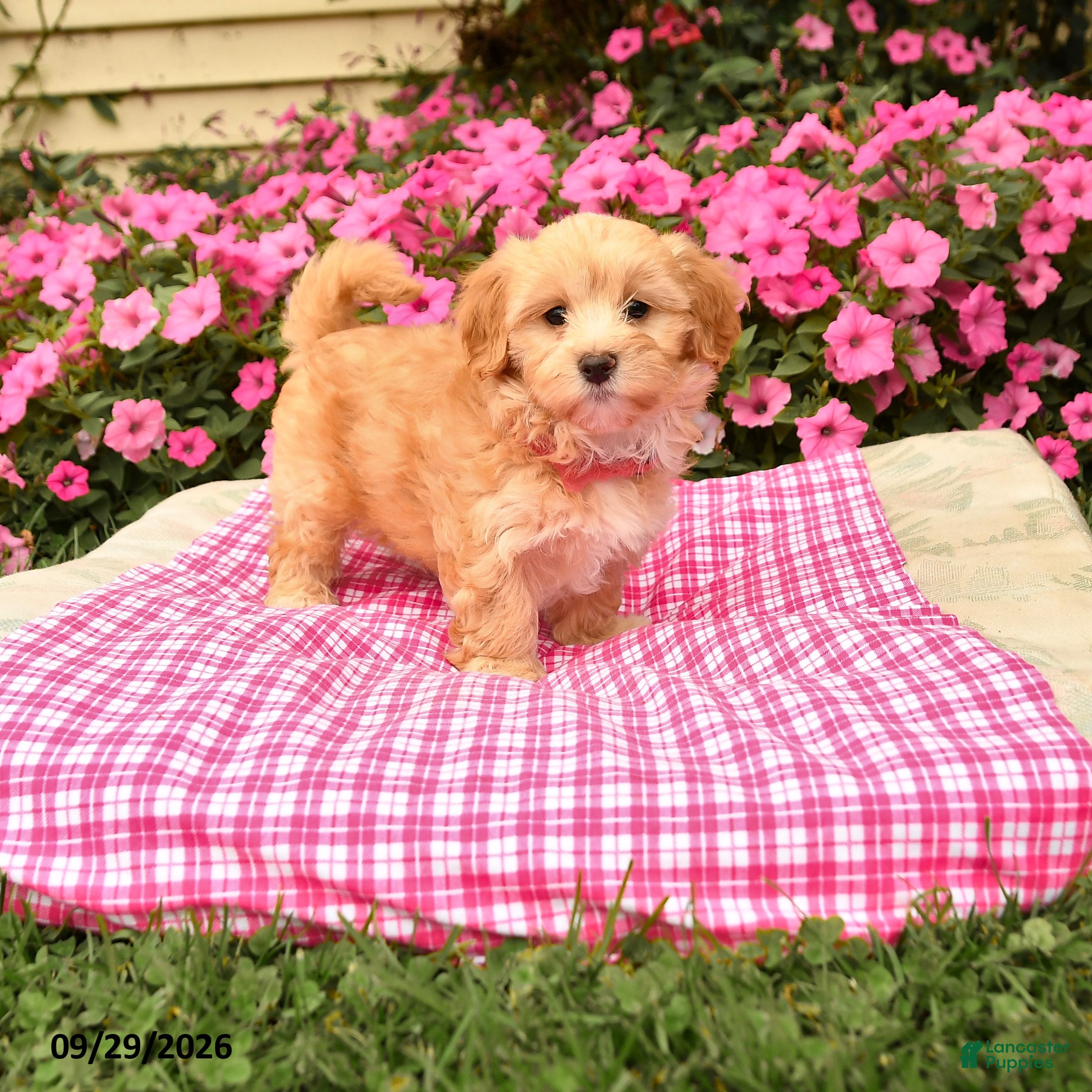Maltipoo dogs Opie - Ad 2