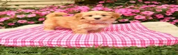Maltipoo dogs for sale: Opie - Ad 2