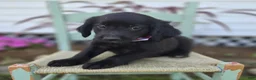 Mixed Breed dogs for sale: Barney - Ad 5