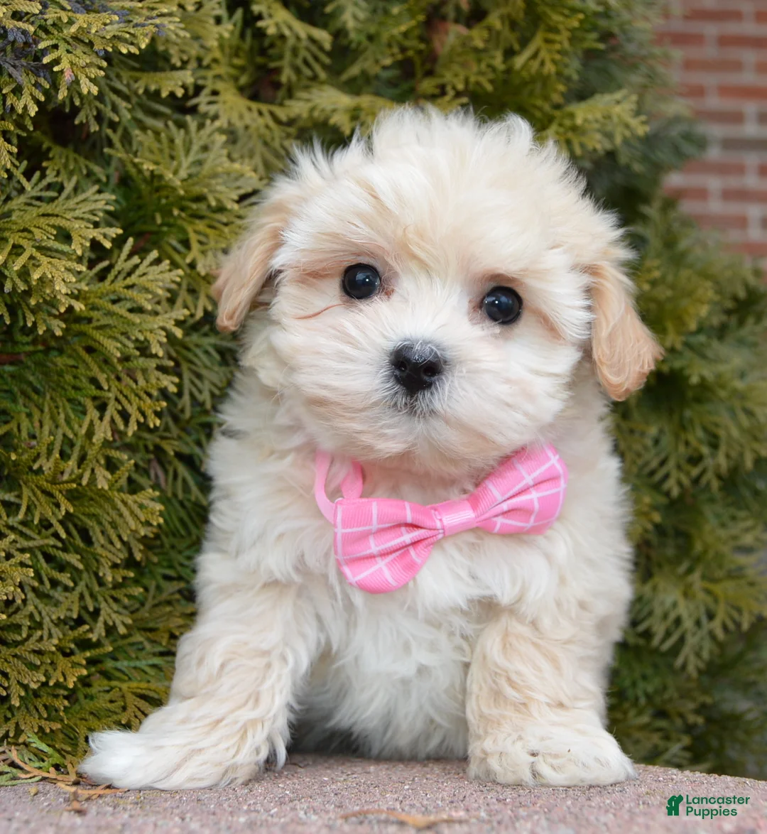 Maltipoo dogs for sale: Maggie - Ad 15