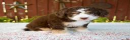 Mini Bernedoodle dogs for sale: Nicole - Ad 5