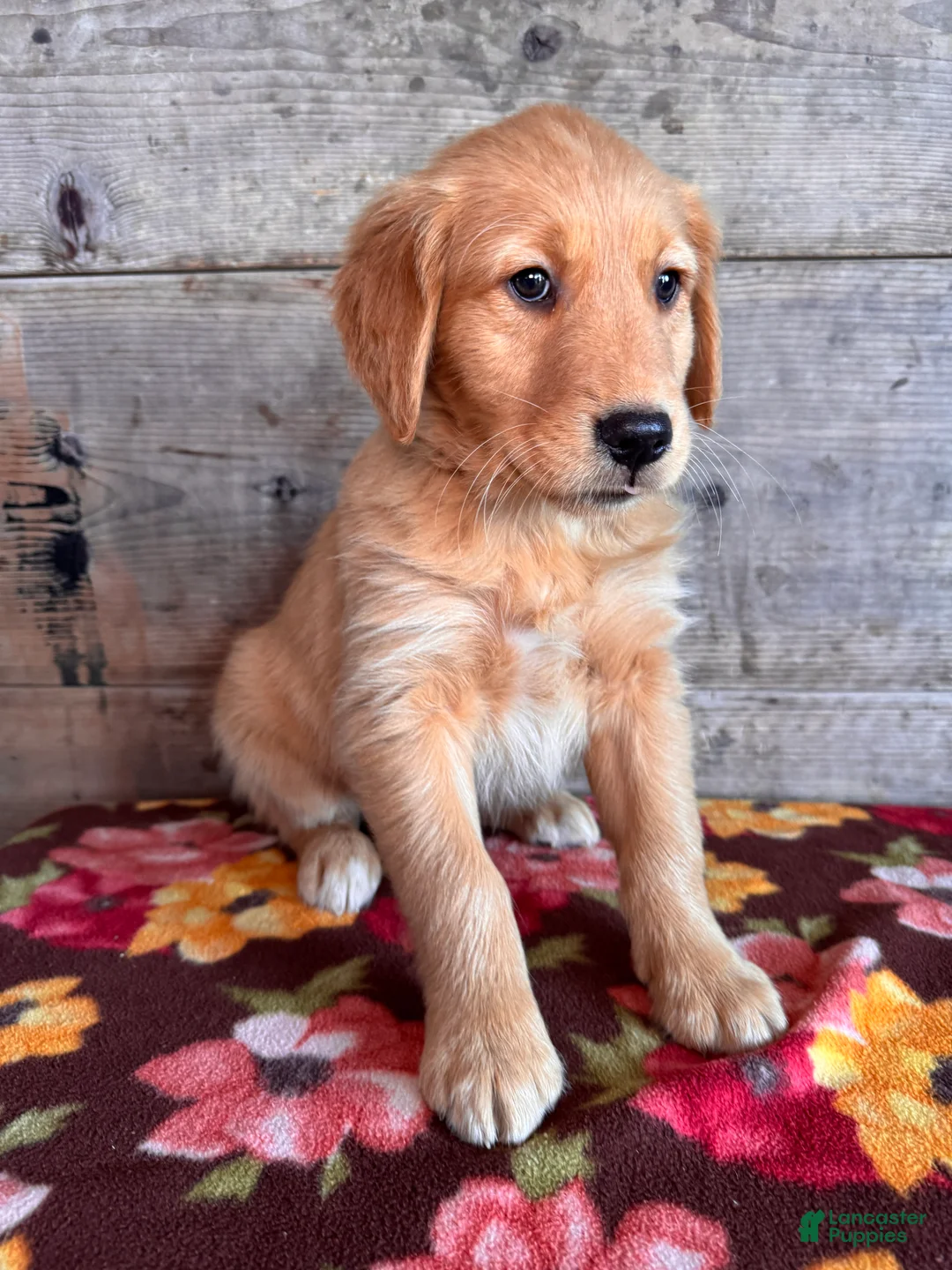 Golden Retriever dogs for sale: Golden Retriever Puppy 1 - Ad 4