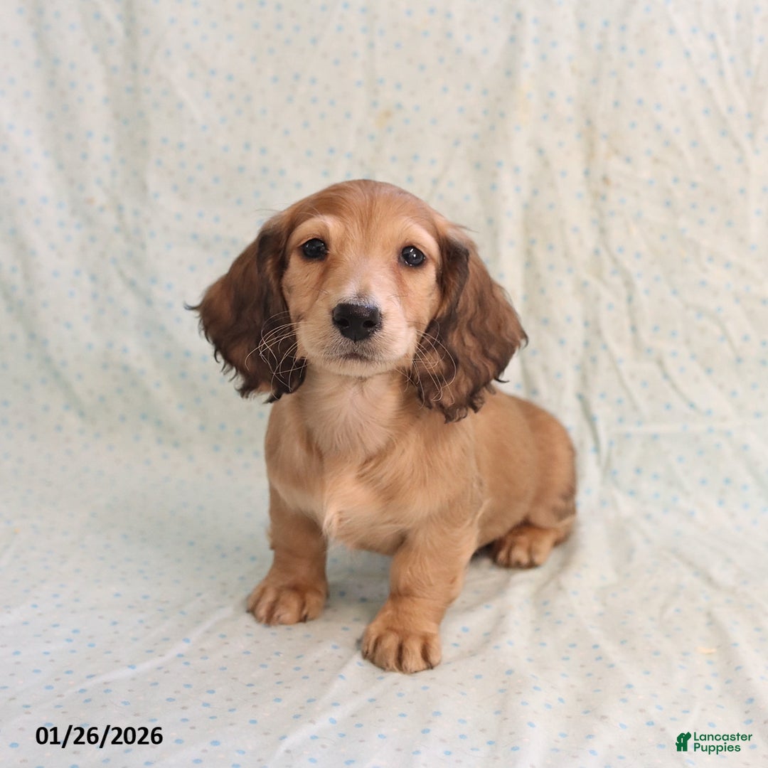 Miniature Dachshund dogs for sale: Jill - Ad 3