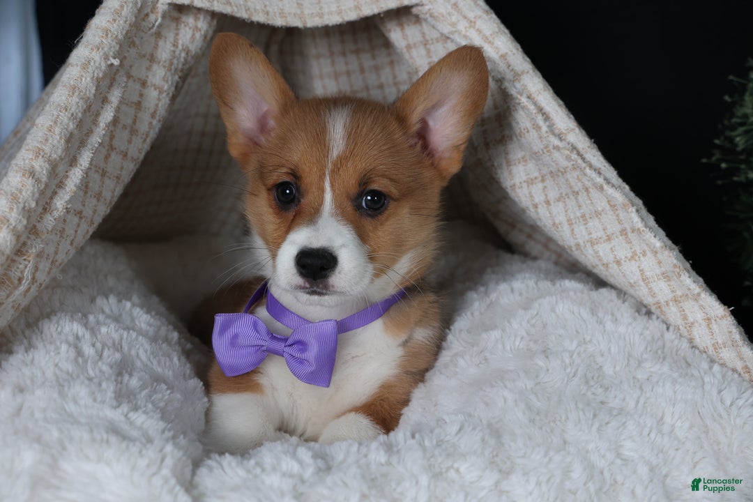Welsh Corgi Pembroke dogs for sale: Holden - Ad 17
