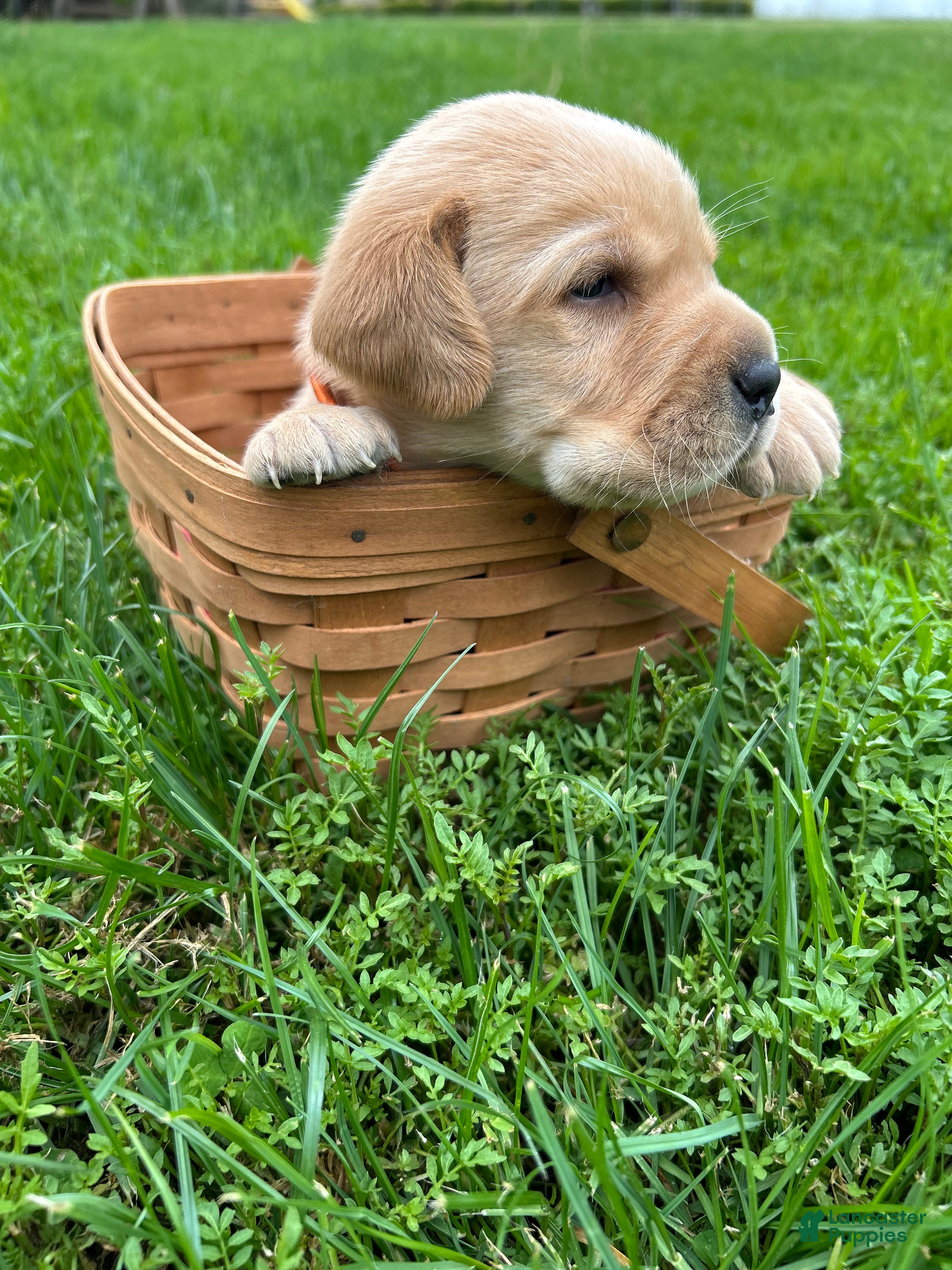 Labrador Retriever dogs Abe Lincoln - Orange - Ad 2