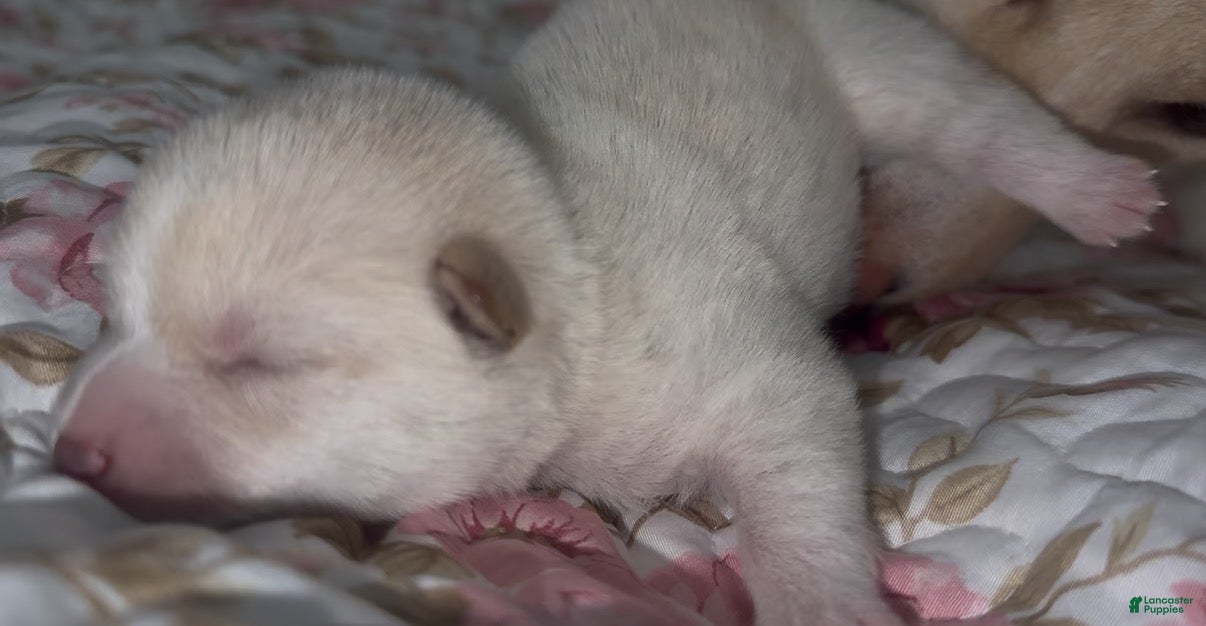 Mixed Breed dogs Atsushi - Ad 2