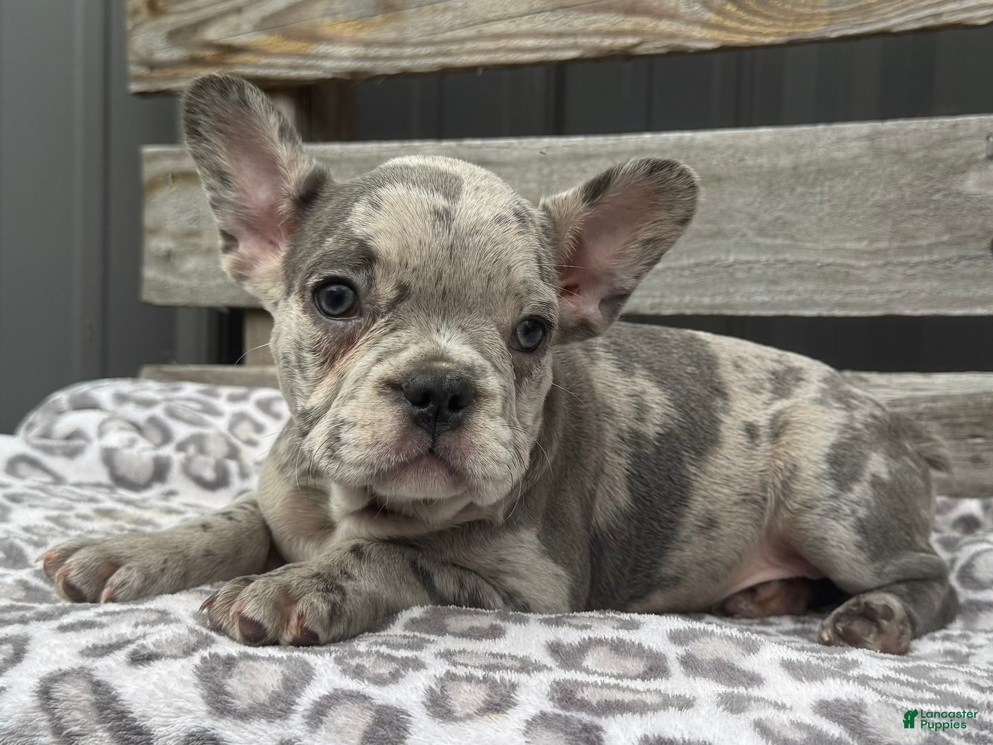 French Bulldog dogs Frisk - Ad 1