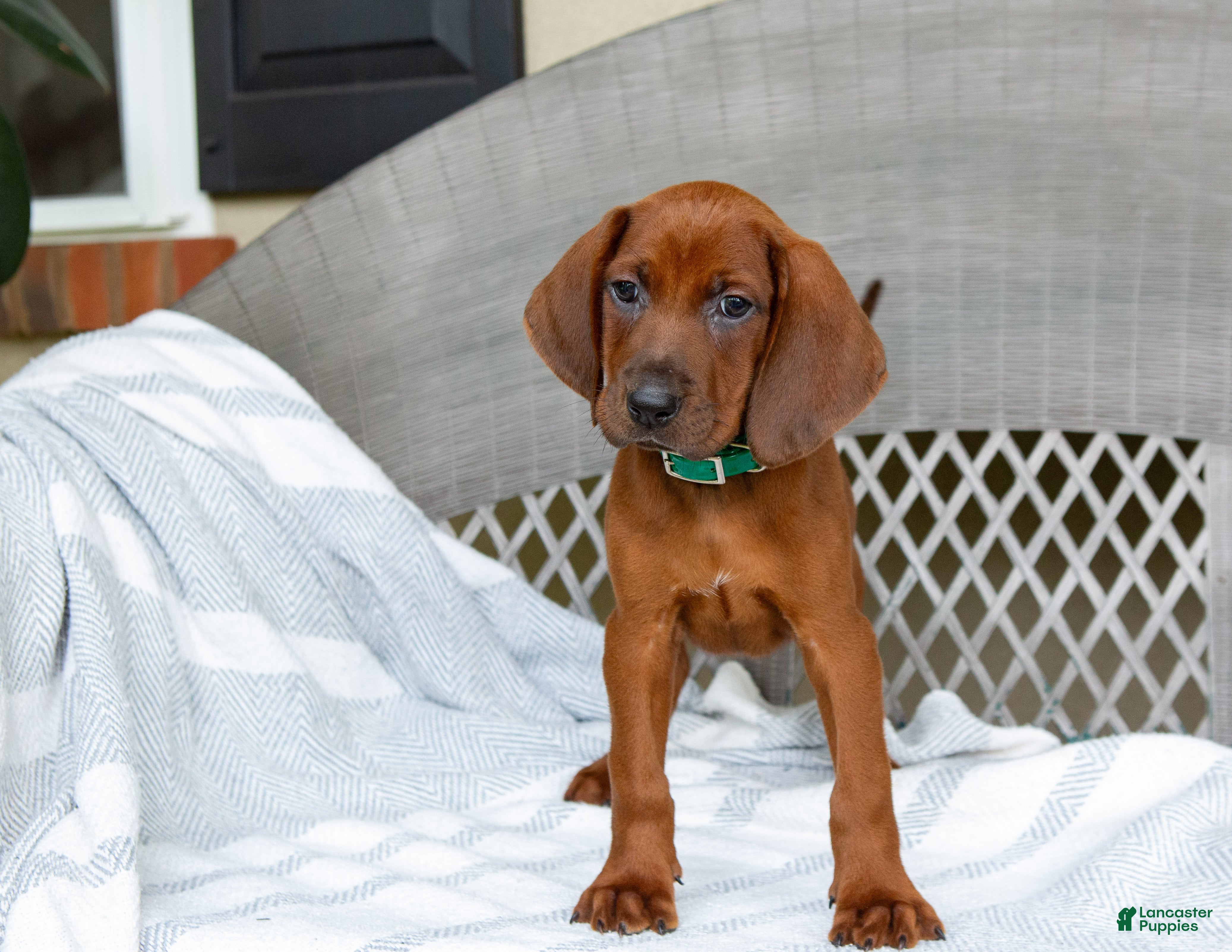Redbone Coonhound dogs Bolt - Ad 10