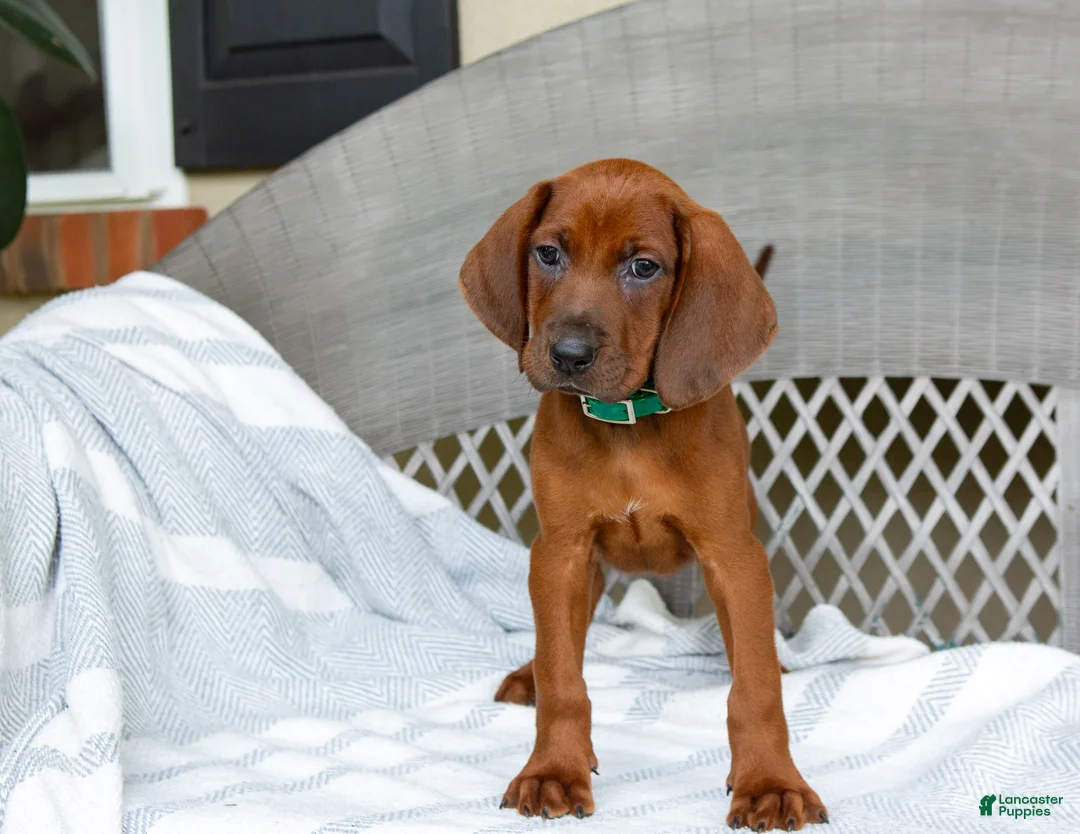 Redbone Coonhound dogs for sale: Bolt - Ad 1