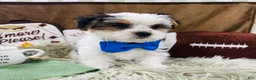 Yorkshire Terrier dogs for sale: Clark - Ad 11