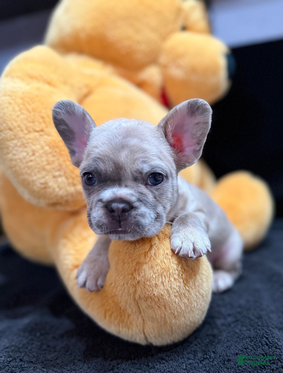 French Bulldog dogs for sale: Silver - Ad 5