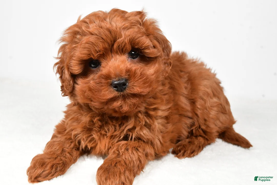 Cavapoo dogs for sale: Hudson - Ad 5