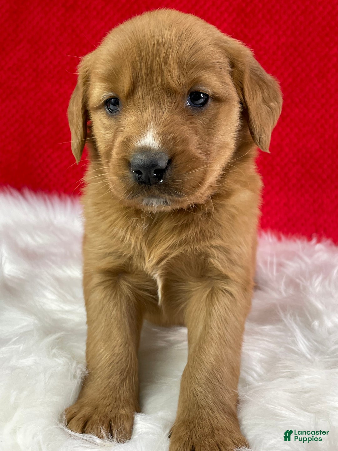 Golden Retriever dogs for sale: Eve - Ad 3