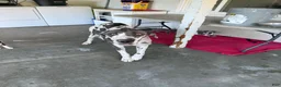 Great Dane dogs for sale: Chaleco - Ad 4