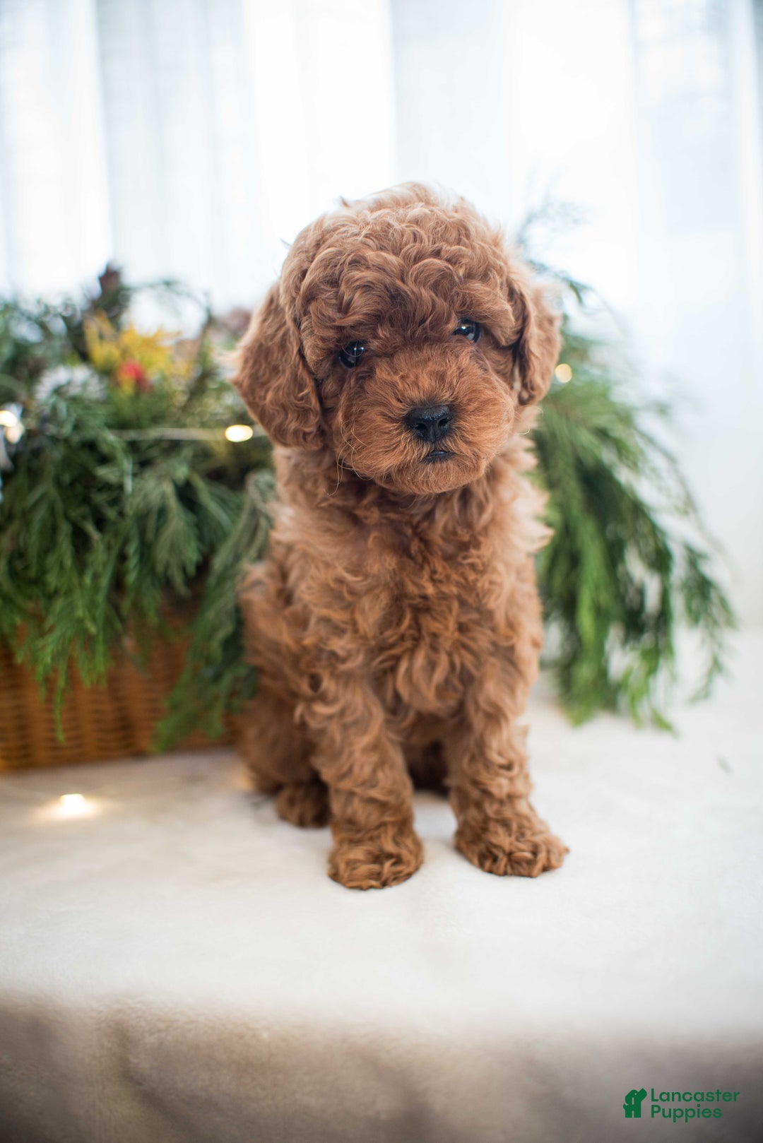 Miniature Poodle dogs for sale: Cindy Lou - Ad 10