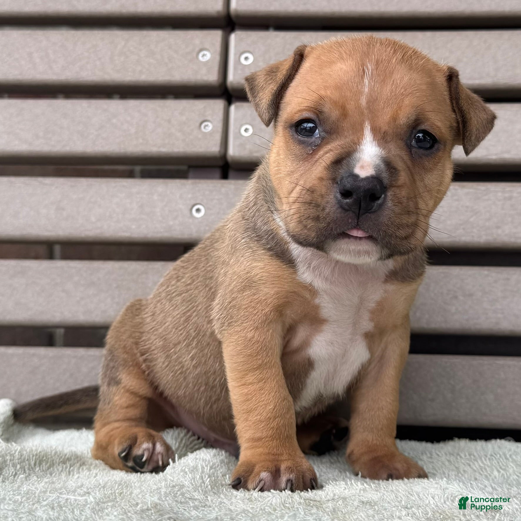 American Bully dogs Gage - Ad 1