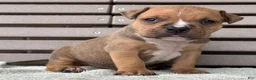 American Bully dogs for sale: Gage - Ad 1