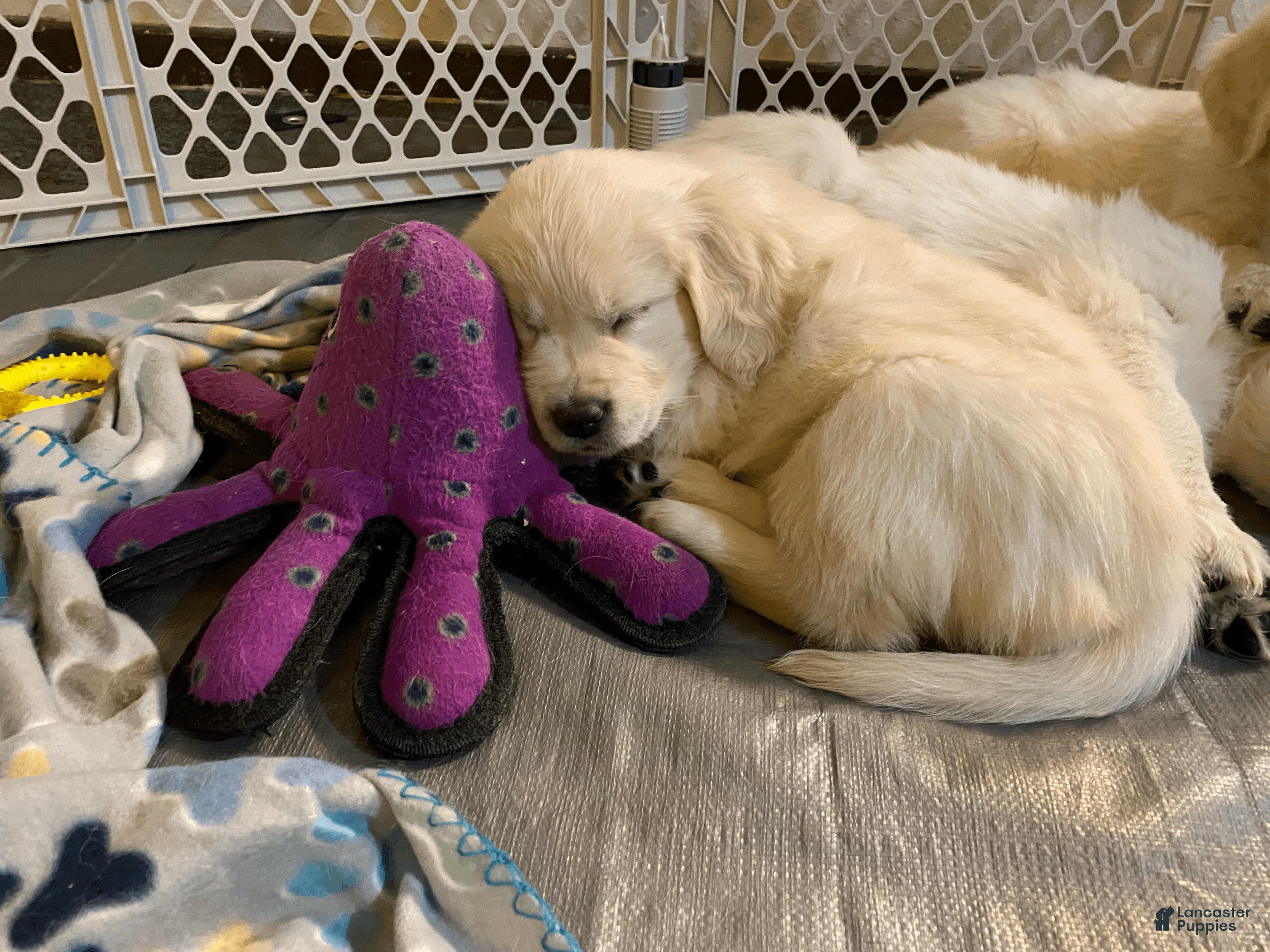 Golden Retriever dogs AKC Golden Retriever Puppy 3 - Ad 33