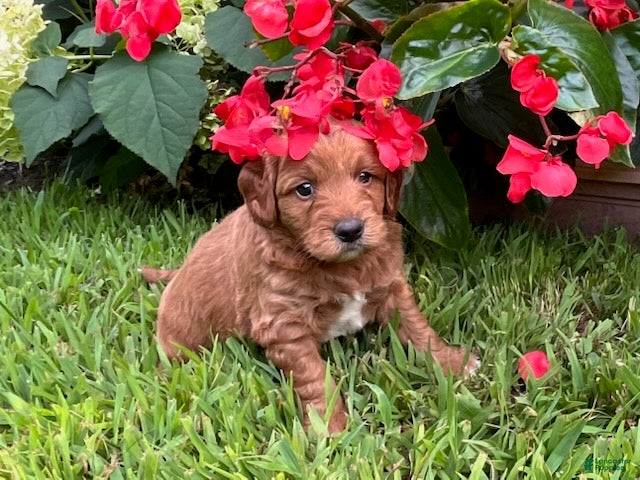Mini Goldendoodle dogs Teddy - Ad 2