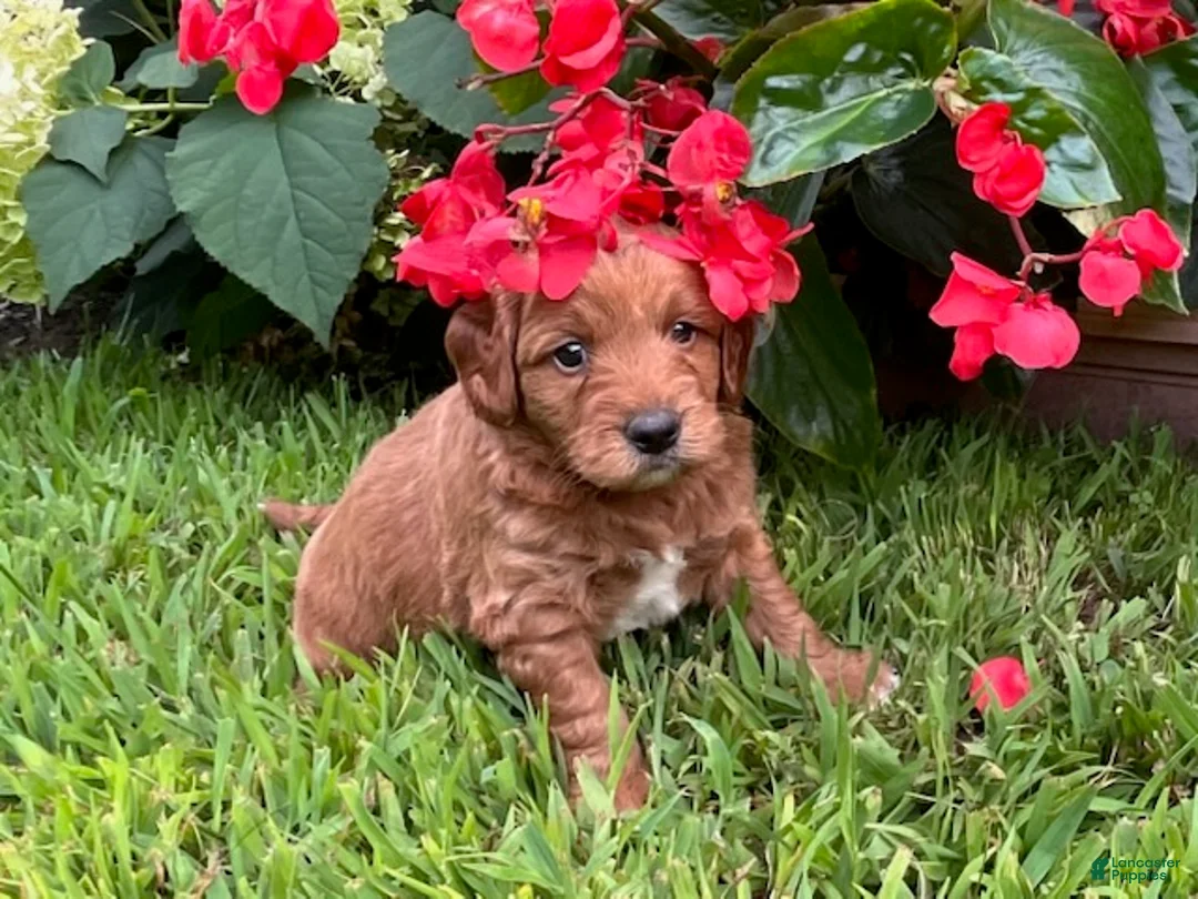 Mini Goldendoodle dogs for sale: Teddy - Ad 2