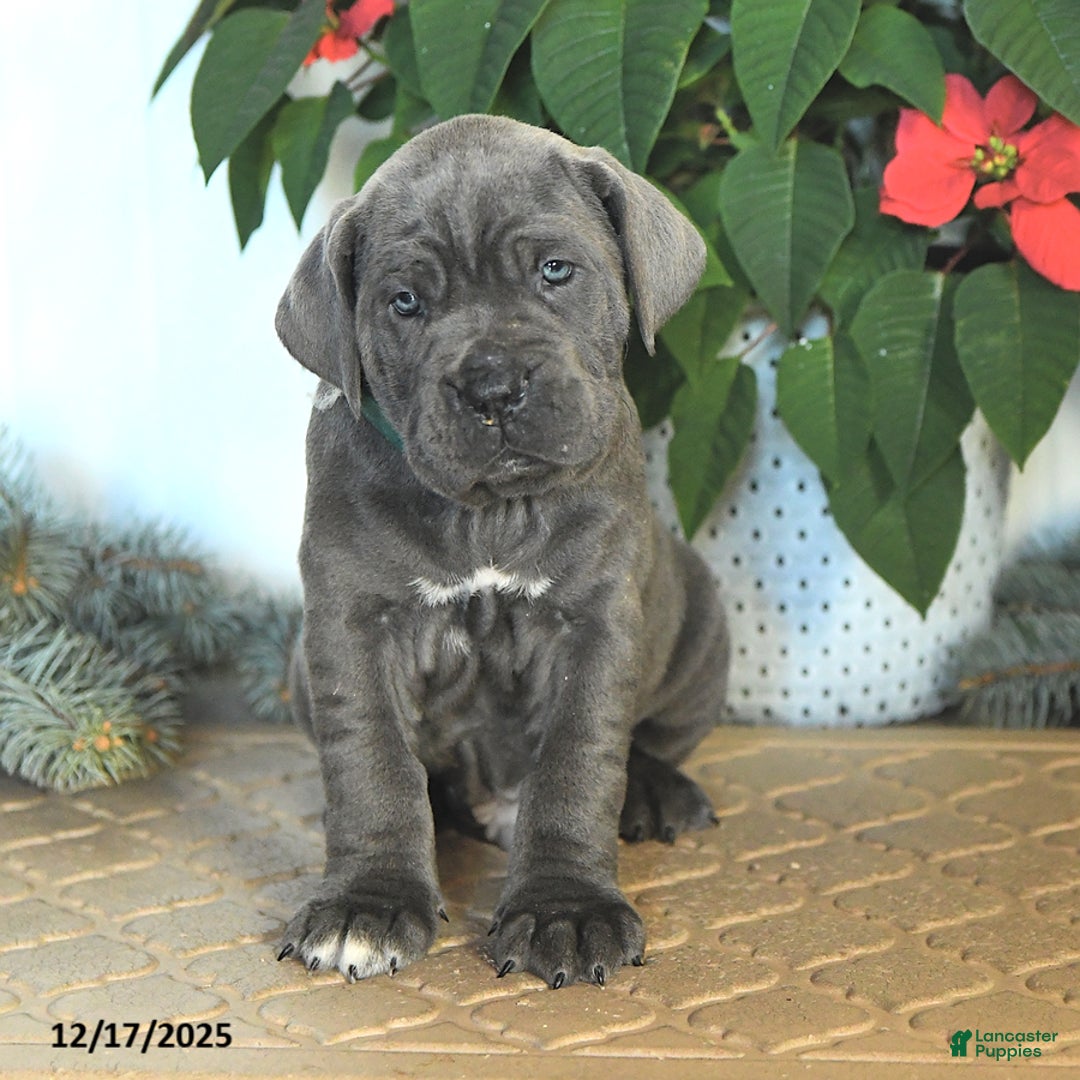 Cane Corso dogs for sale: Forest - Ad 1