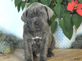 Cane Corso dogs Forest - Ad 3