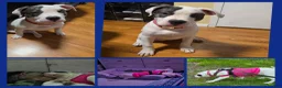 American Bully dogs for sale: Kiara - Ad 4