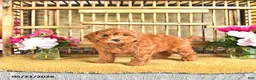 Cavapoo dogs for sale: Blake - Ad 3