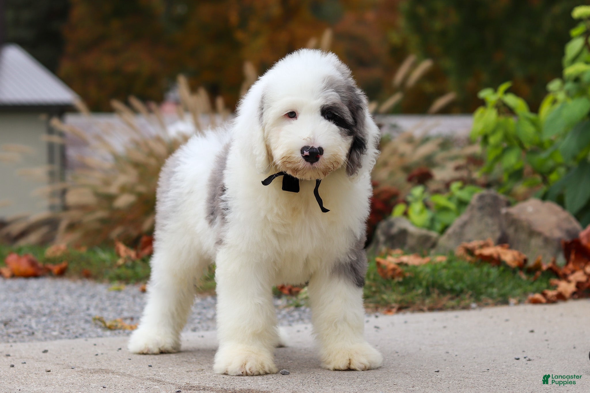 Sheepadoodle dogs Nemo - Ad 2
