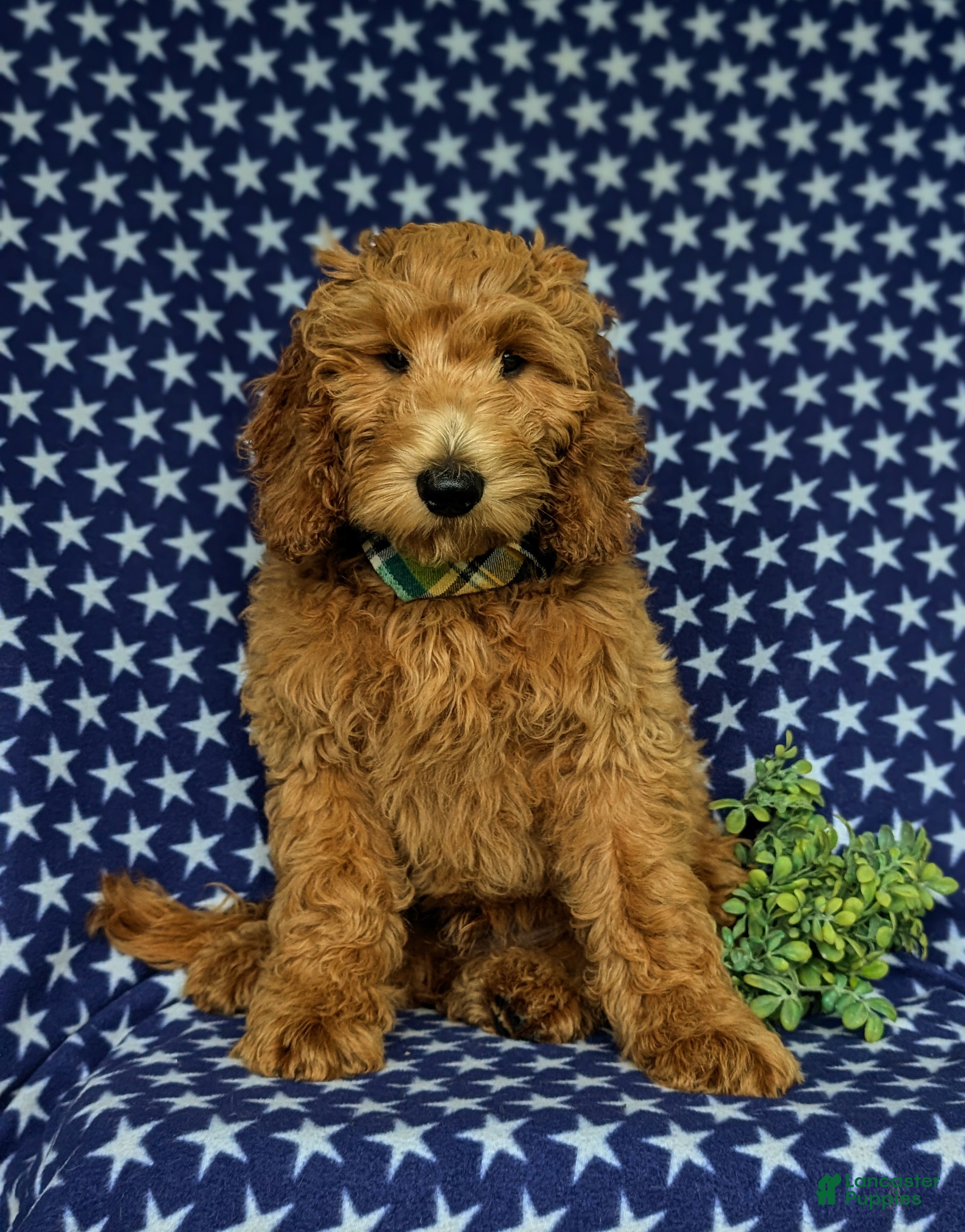 Mini Goldendoodle dogs Troy Hypoallergenic - Ad 2