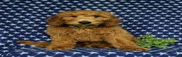 Mini Goldendoodle dogs for sale: Troy Hypoallergenic - Ad 2