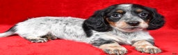 Miniature Dachshund dogs for sale: Daisy - Ad 3