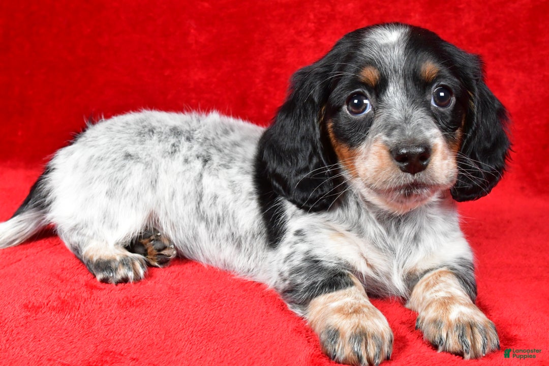 Miniature Dachshund dogs for sale: Daisy - Ad 3