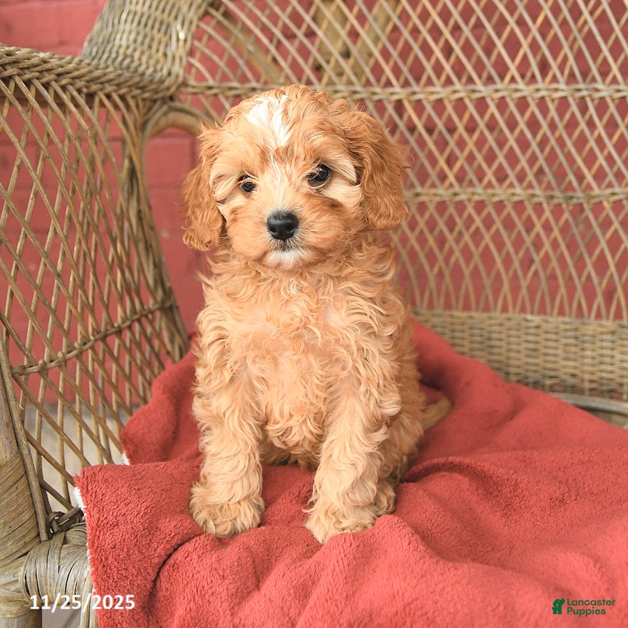 Cavapoo dogs Taffy - Ad 29