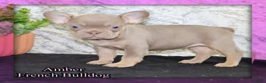 Amber Female AKC French Bulldog
