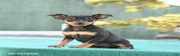 Miniature Pinscher dogs for sale: Tilly - Ad 3