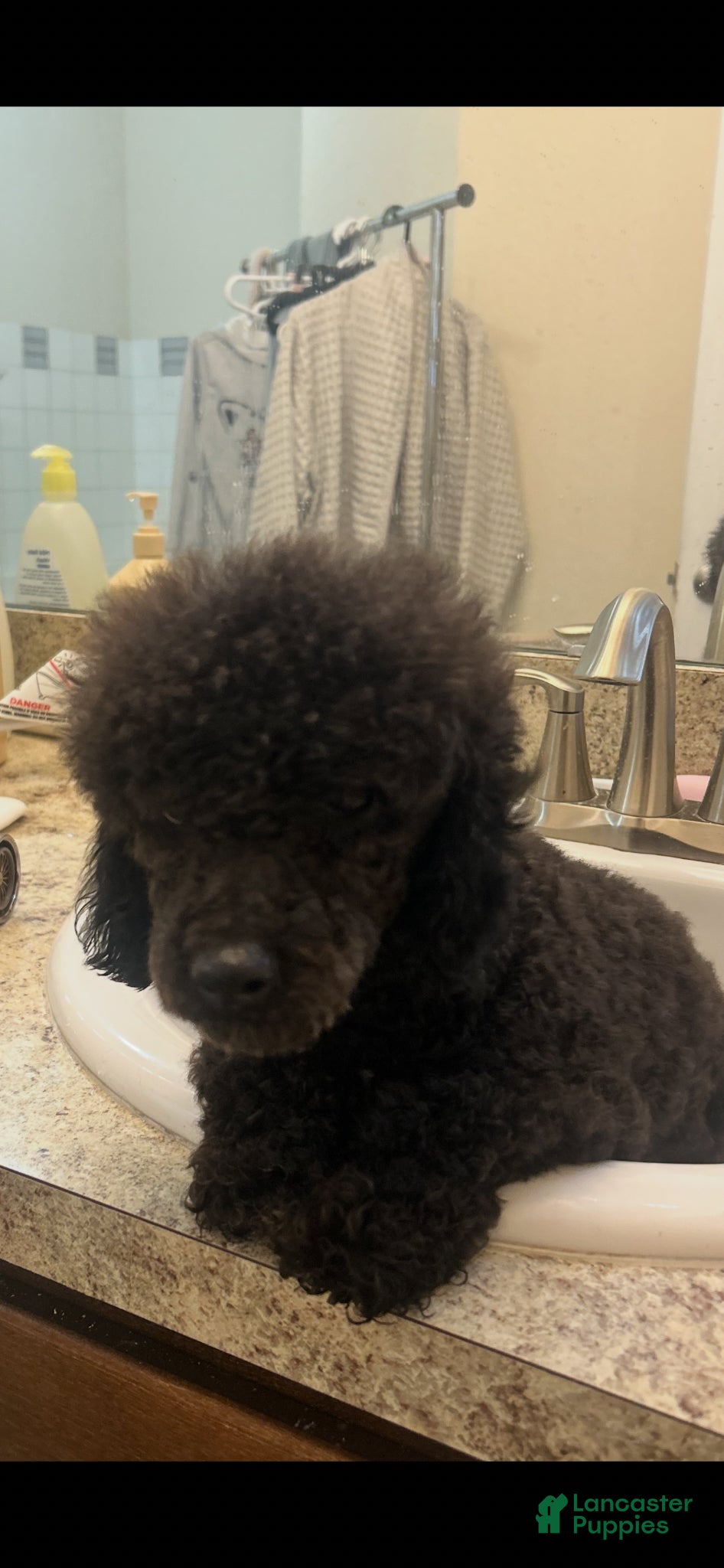 Bichpoo dogs Bichpoo Puppy 2 - Ad 2