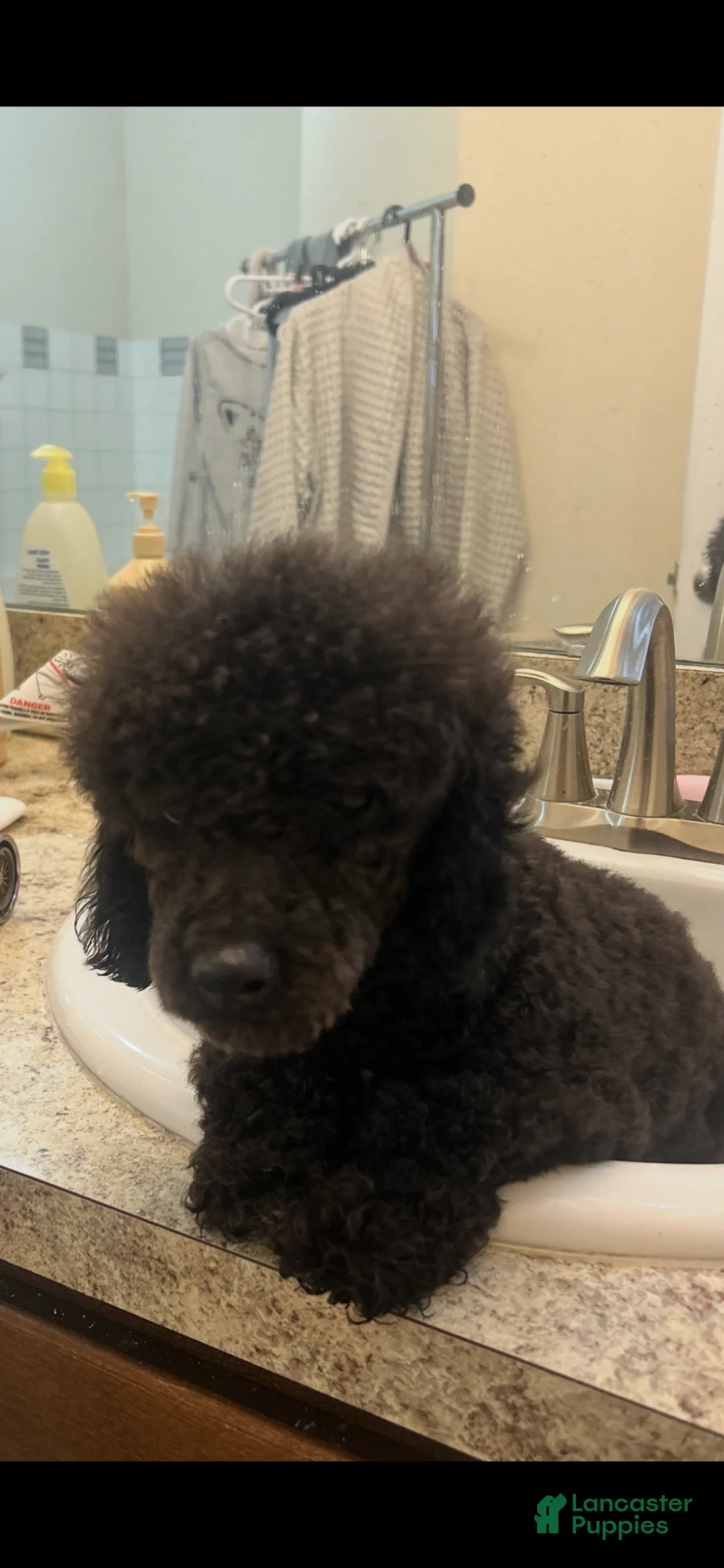 Bichpoo dogs for sale: Bichpoo Puppy 2 - Ad 2