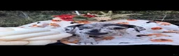 Great Dane dogs for sale: Great Dane 7 - Ad 2