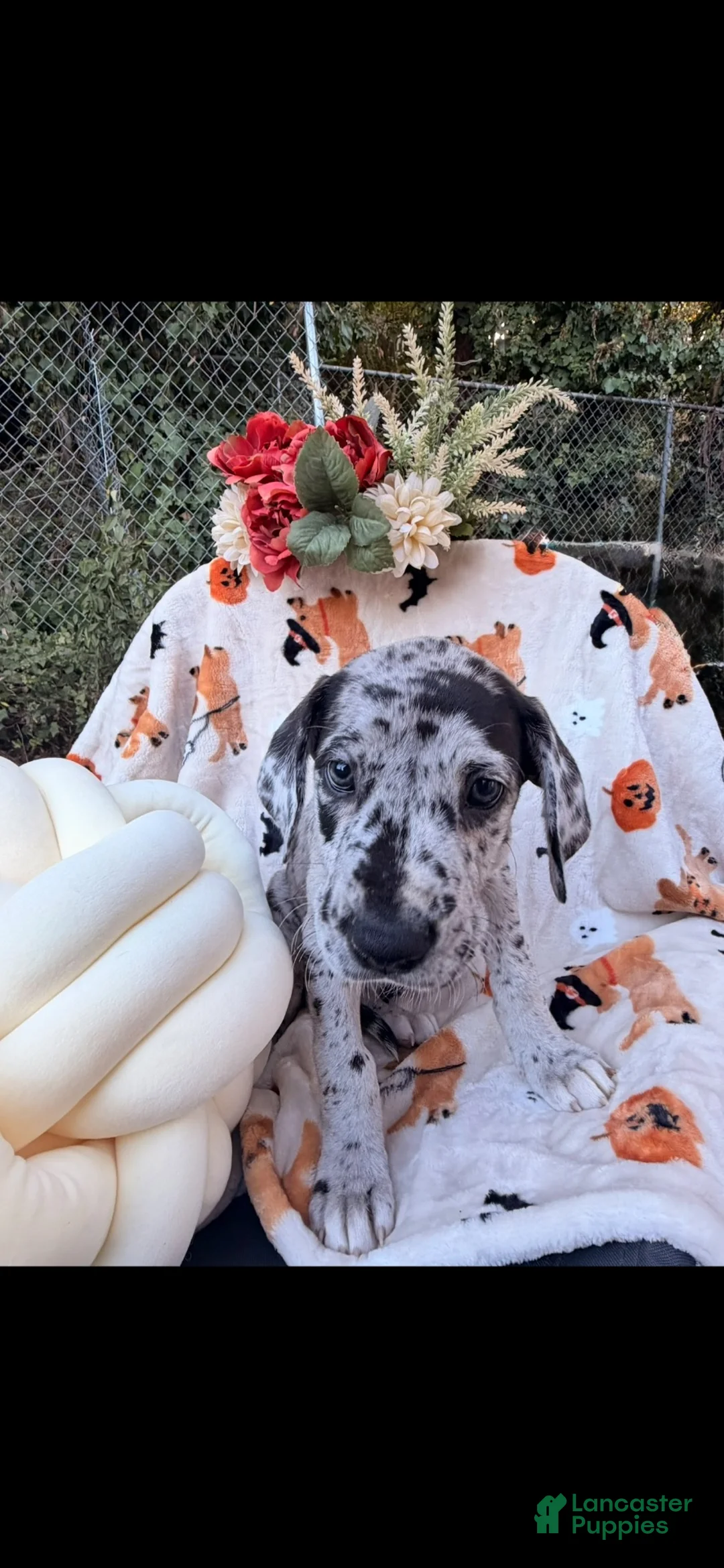 Great Dane dogs for sale: Great Dane 7 - Ad 2
