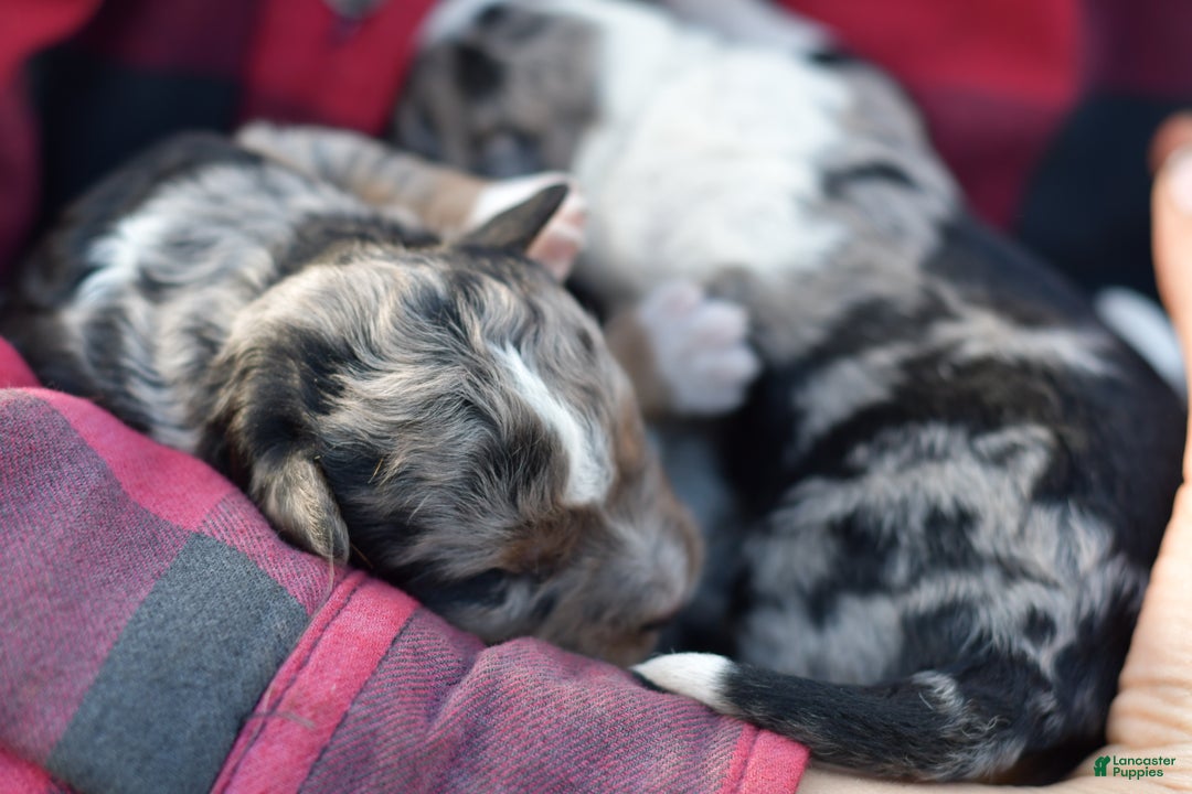 Mini Aussiedoodle dogs for sale: Cash - Ad 50