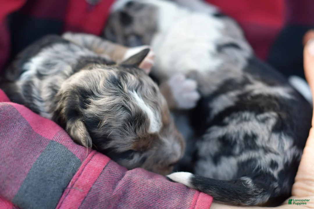 Mini Aussiedoodle dogs for sale: Rory - Ad 18