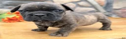 French Bulldog dogs for sale: Snickers - Ad 4