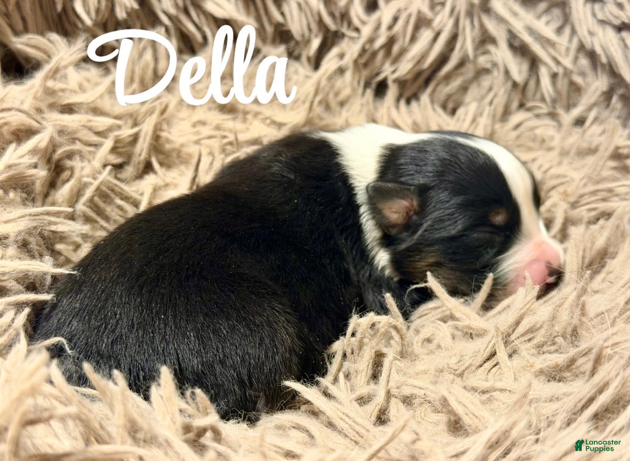 Australian Shepherd dogs for sale: Australian Shepherd 5 - Ad 6