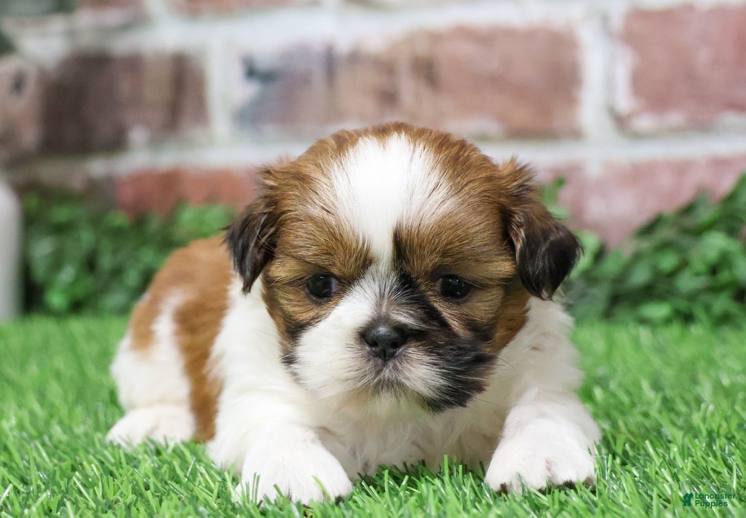Shih Tzu dogs for sale: Dover  - Ad 2