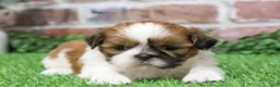 Shih Tzu dogs for sale: Dover  - Ad 8