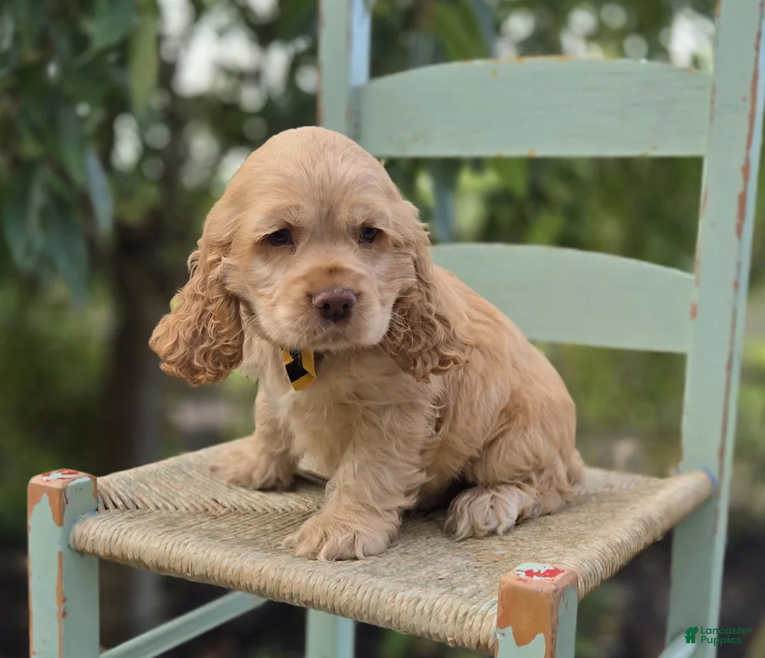 Cocker Spaniel dogs for sale: Kingston - Ad 1